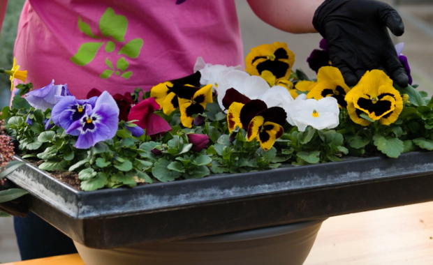 Stiefmütterchen als Grabbepflanzung