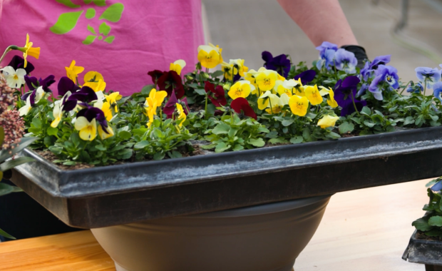 Hornveilchen als Grabbepflanzung