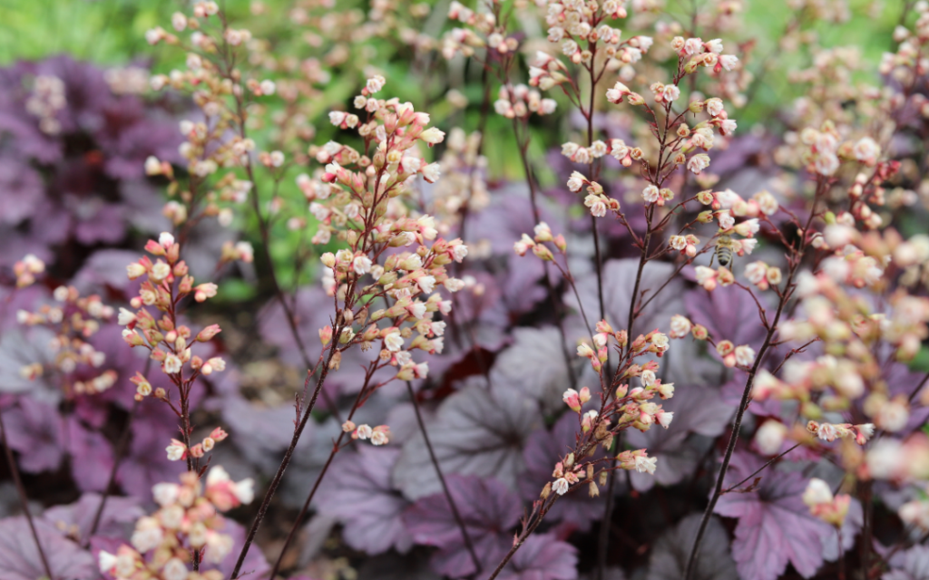 Blühendes Purpurglöckchen mit rosaweißen Blütenständen und violettem Laub