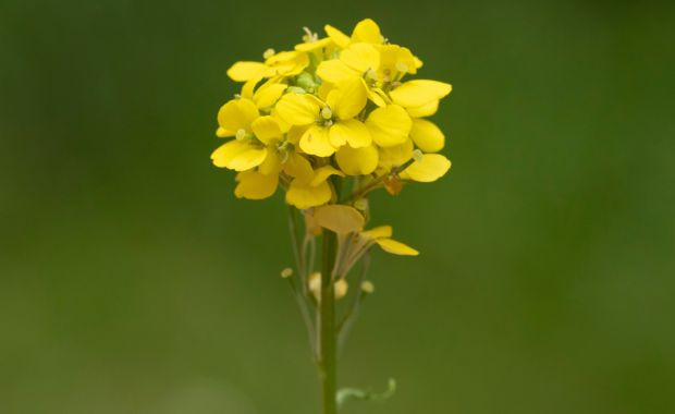 Gelbe Blütentraube des Goldlacks