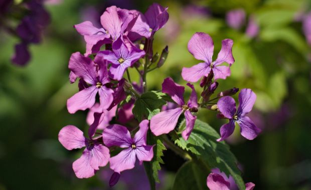 Violette Frühlingsblüten vor grünem Laub