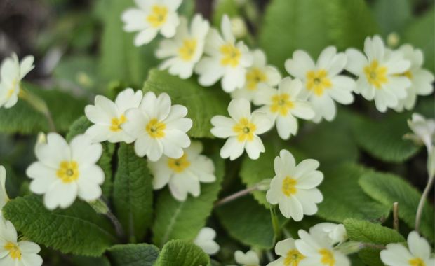Weiße Primelblüten mit gelber Mitte