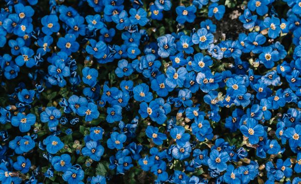 Dichtes Polster aus blau blühendem Vergissmeinnicht