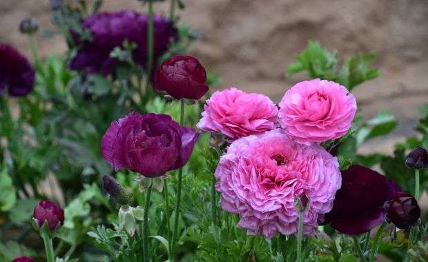 Rosa und dunkelrote Ranunkelblüten im Beet