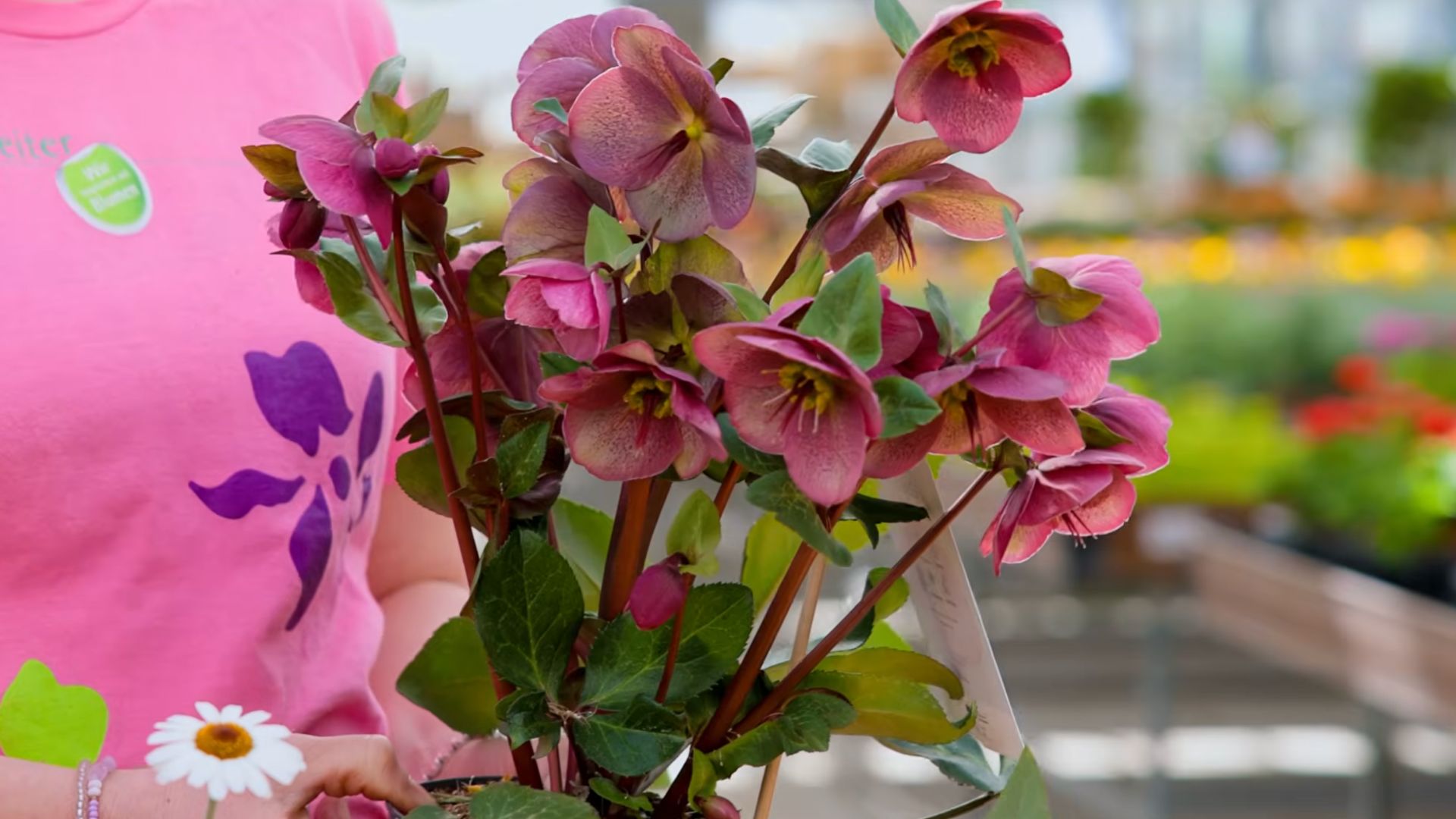 Lenzrose / Christrose, winterharte Staude