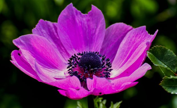 Pinke Anemonenblüte mit dunkler Mitte