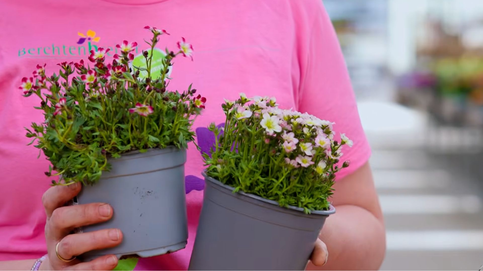 Steinbrech (Saxifraga), winterharte Staude