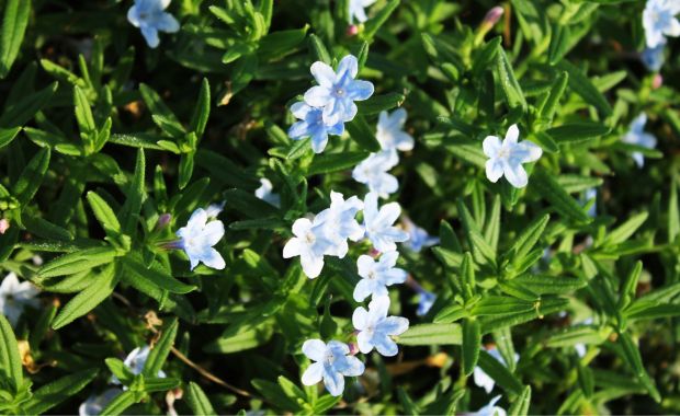 Kleine hellblaue Lithodora-Blüten zwischen grünem Laub