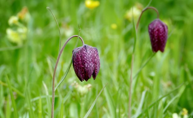 Dunkelviolette Schachbrettblumen in einer Wiese