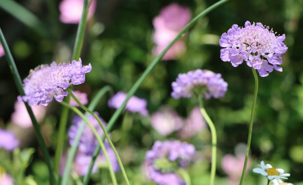 Hellviolette Skabiosenblüten auf langen Stielen