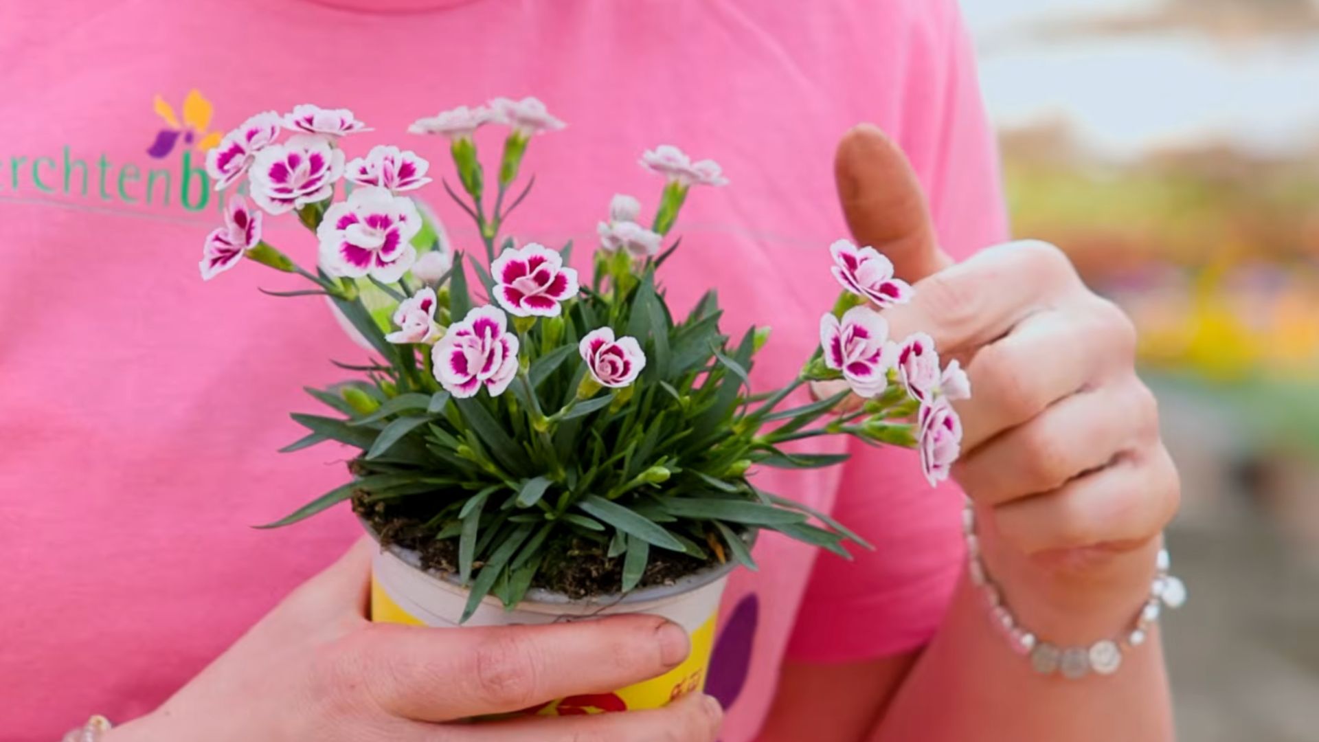 Hand zeigt eine Nelke Pink Kisses mit weiß-pinken Blüten