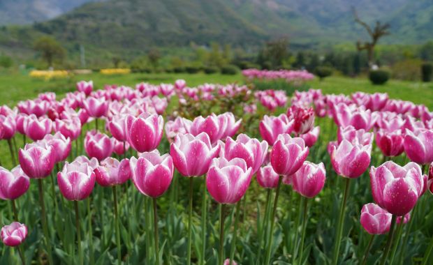 Rosa und weiß blühende Tulpen auf einem Feld