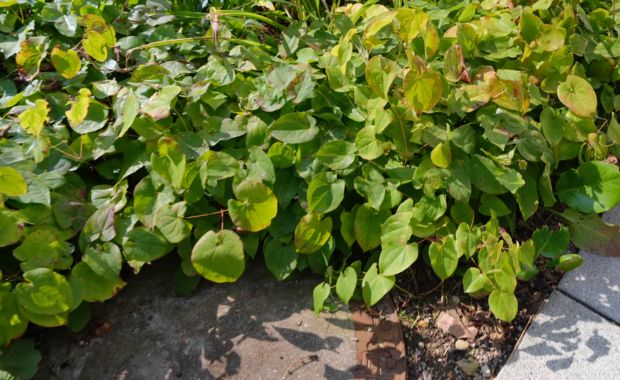 Dichte Elfenblume am Rand eines Gartenwegs
