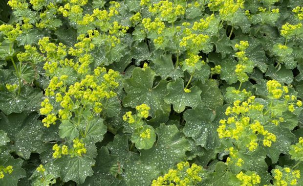 Frauenmantel mit gelbgrünen Blüten und Tautropfen