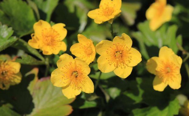 Gelbe Blüten der Golderdbeere in Nahaufnahme