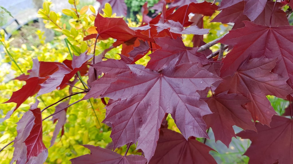 Der Spitzahorn verwandelt sich im Herbst in einen leuchtenden Blätterteppich.