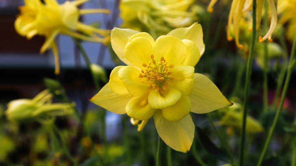 Gelbe Akeleiblüte in Nahaufnahme