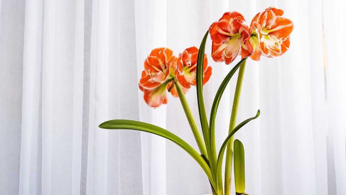 Die Amaryllis ist auch unter dem Namen Wunderblume bekannt und hat eine Blüte von Oktober bis März.