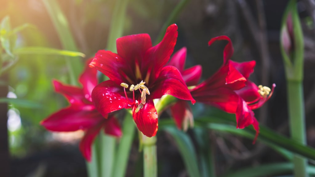Dunkelrote Amaryllisblüten im Sonnenlicht