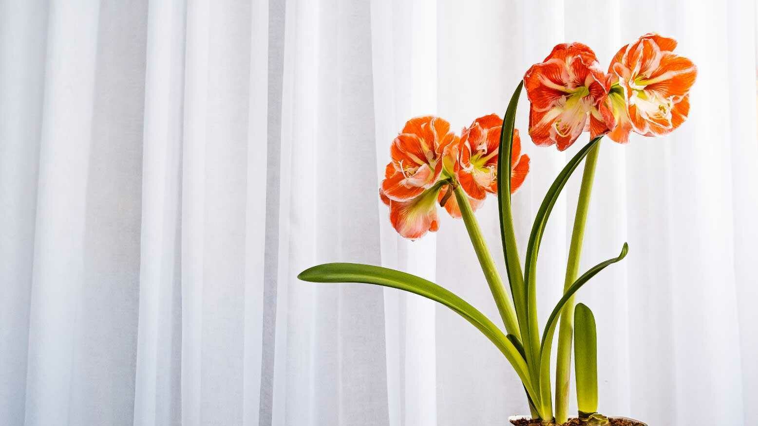 Mit der Amaryllis haben wir die erste hochgiftige und potenziell tödliche Zimmerpflanze dieser Liste.
