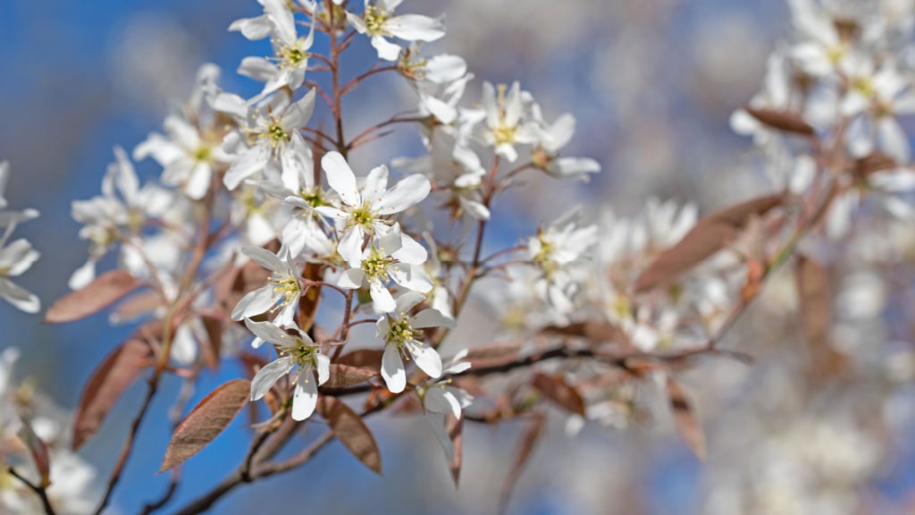 Begeistert Bienen mit hübschen Blüten und Beeren: die Kupfer-Felsenbirne.