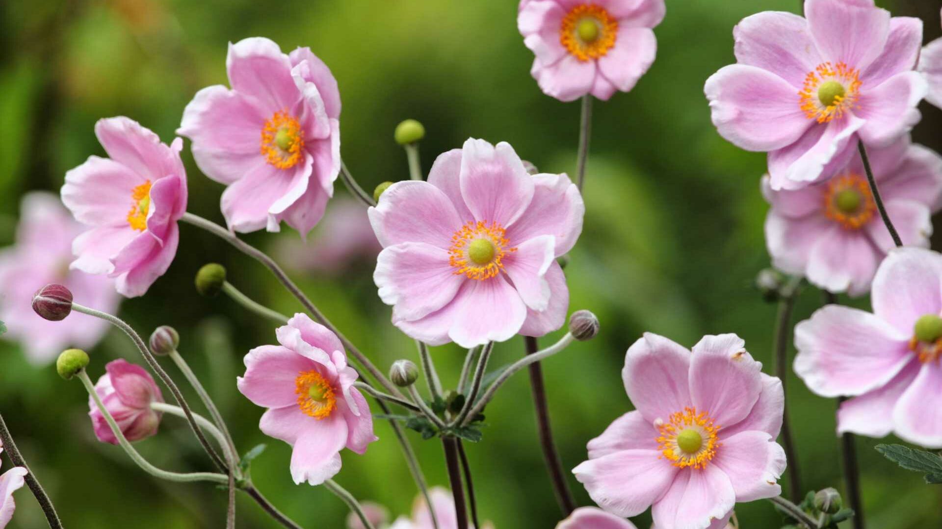 Herbst-Anemone (Anemone hupehensis)