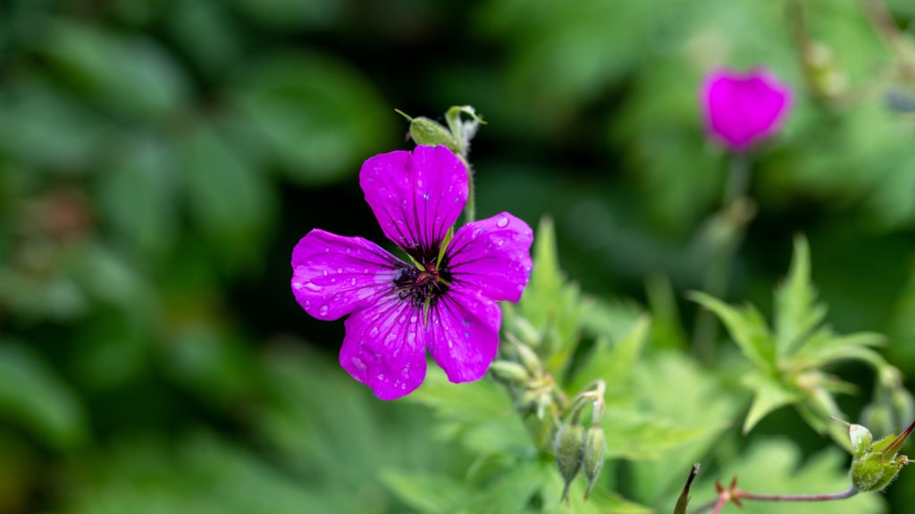 Purpurfarbene Blüte des Armenischen Storchschnabels