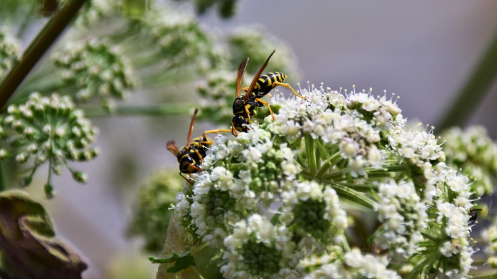 Arznei-Engelwurz (Angelica archangelica)