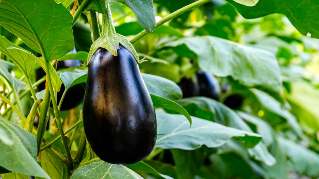 Reife dunkelviolette Aubergine an der Pflanze