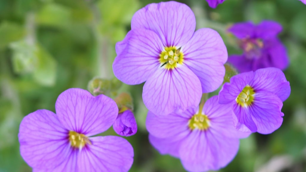 Blaukissen für sonnige trockene Mauern und Steingärten
