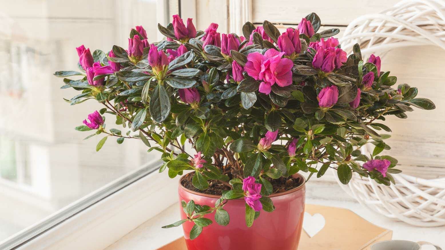 Früher bildeten die Azaleen eine eigene Gruppe in der Pflanzenwelt, heute zählt man sie zu den Rhododendren und Heidekrautgewächsen.