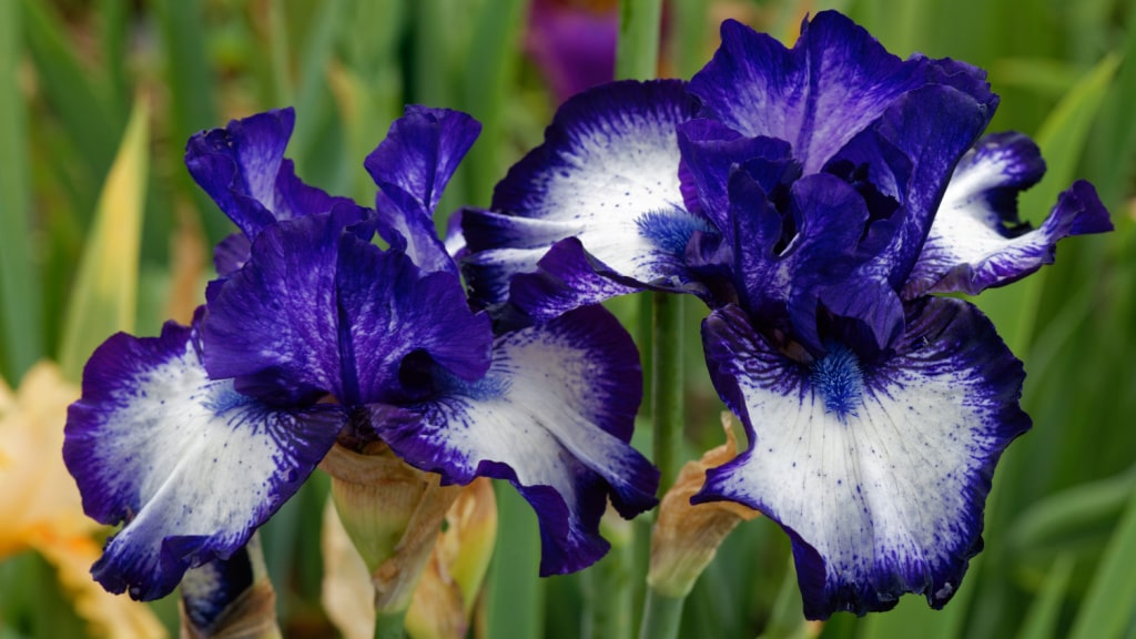 Violett-weiße Blüten einer Bart-Iris