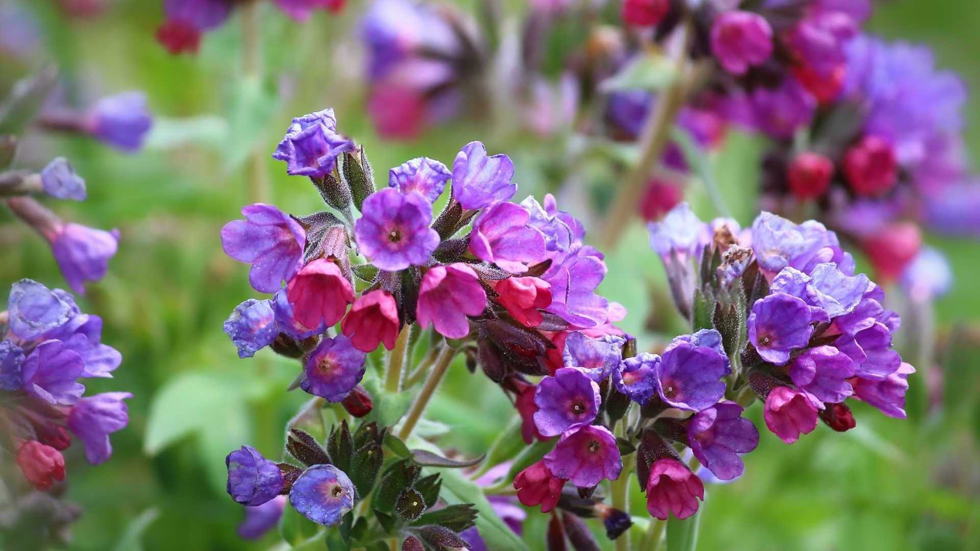 Eine aufblühende violette Beinwellstaude.