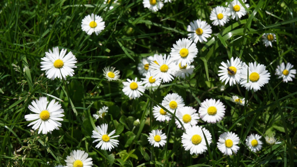 Weiße Gänseblümchen in einer Wiese