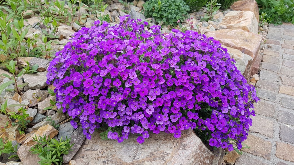 Violett blühendes Blaukissen zwischen Steinen