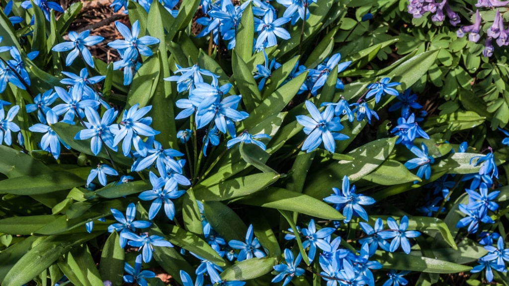 Blau blühende Blausterne zwischen grünen Blättern