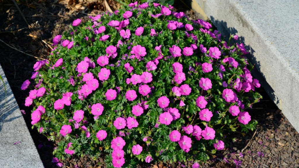 Dichter Teppich aus pink blühendem Blutrotem Storchschnabel