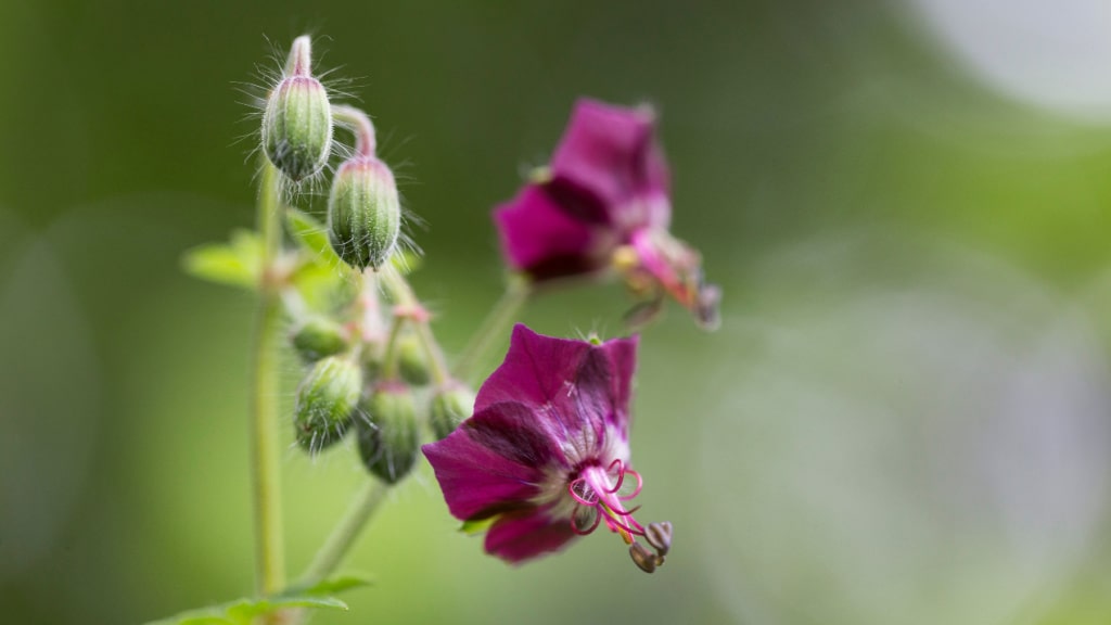 Dunkelrote Blüten des Braunen Storchschnabels