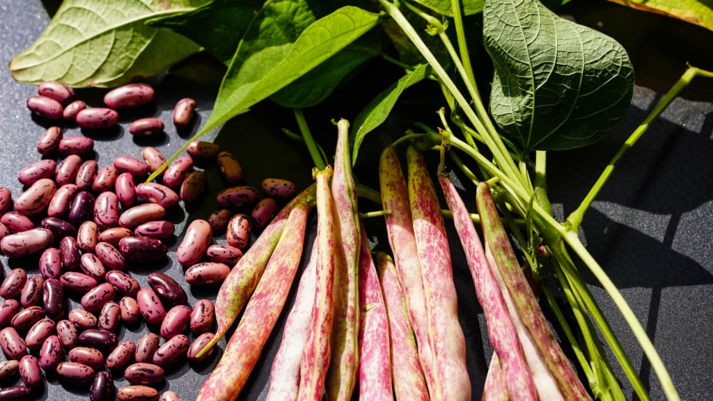 Rote Buschbohnenhülsen und ausgelöste Bohnen neben grünen Blättern
