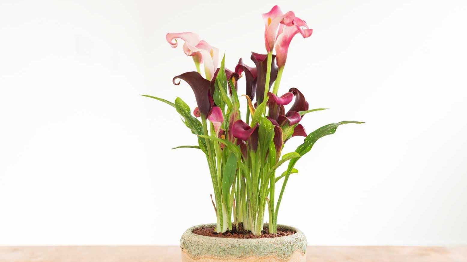 Ohne Handschuhe sollte nicht einmal Sie die hochgiftige und dennoch wunderschöne Calla berühren.