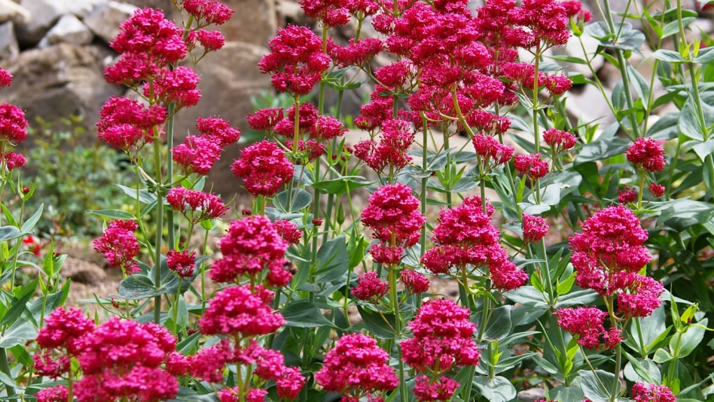 Rot blühende Spornblumen an einer Steinmauer