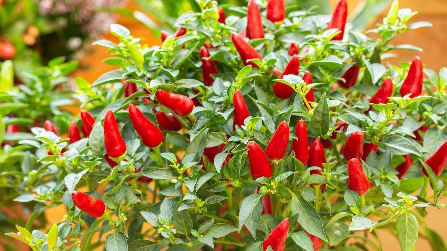 Freunde exotisch-scharfer Gerichte haben in der Küche oder auf der Fensterbank gerne eine Chili-Pflanze stehen.