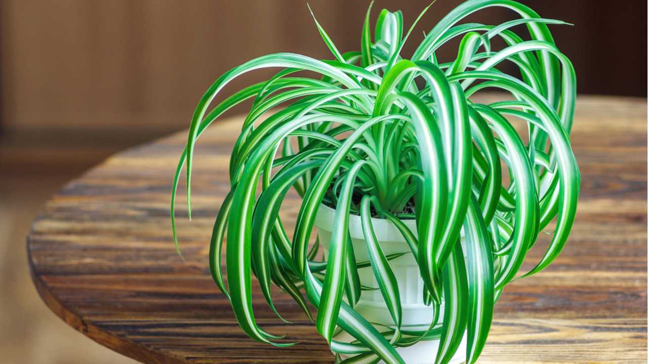 Grünlilie in einem weißen Topf auf einem Holztisch