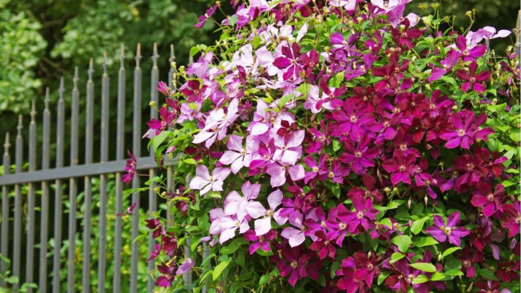 Bei richtiger Clematis Pflege blüht die Pflanze in verschiedenen Farben und verschönert jeden Ort.