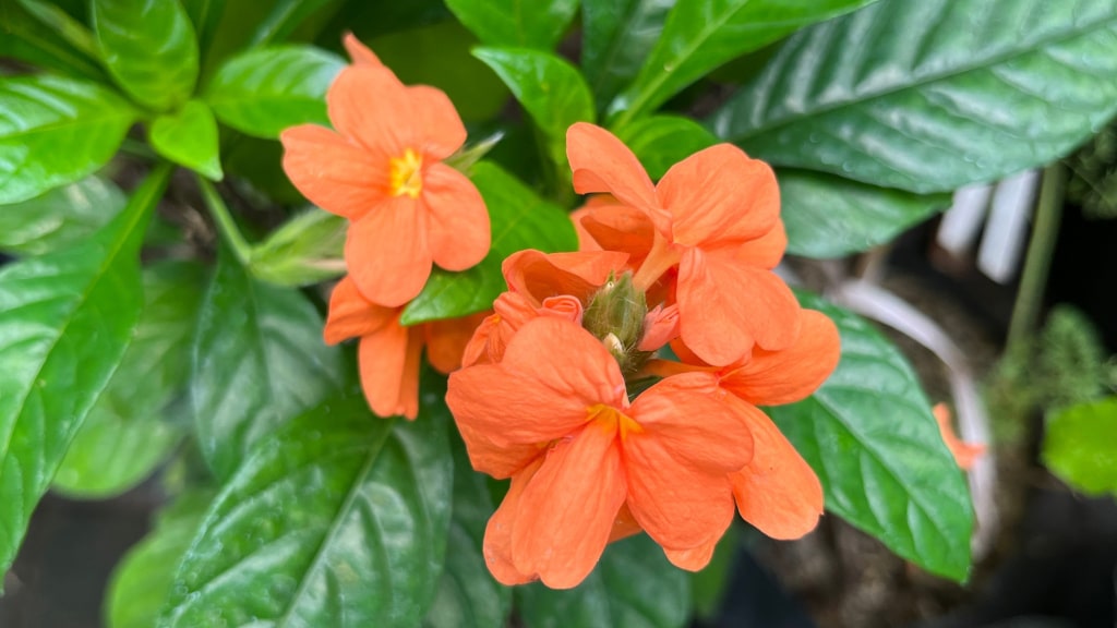 Orangefarbene Tapirblumen zwischen glänzenden grünen Blättern
