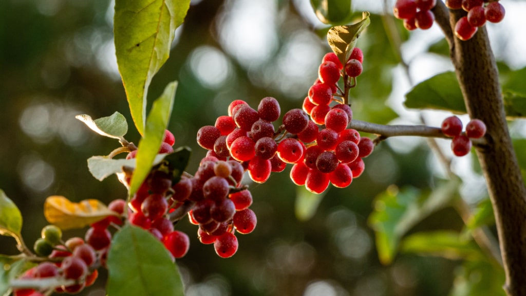 Rote Ölweidenfrüchte am Zweig