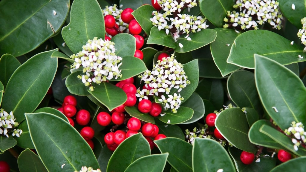 Rote Skimmienbeeren und weiße Blüten zwischen grünen Blättern