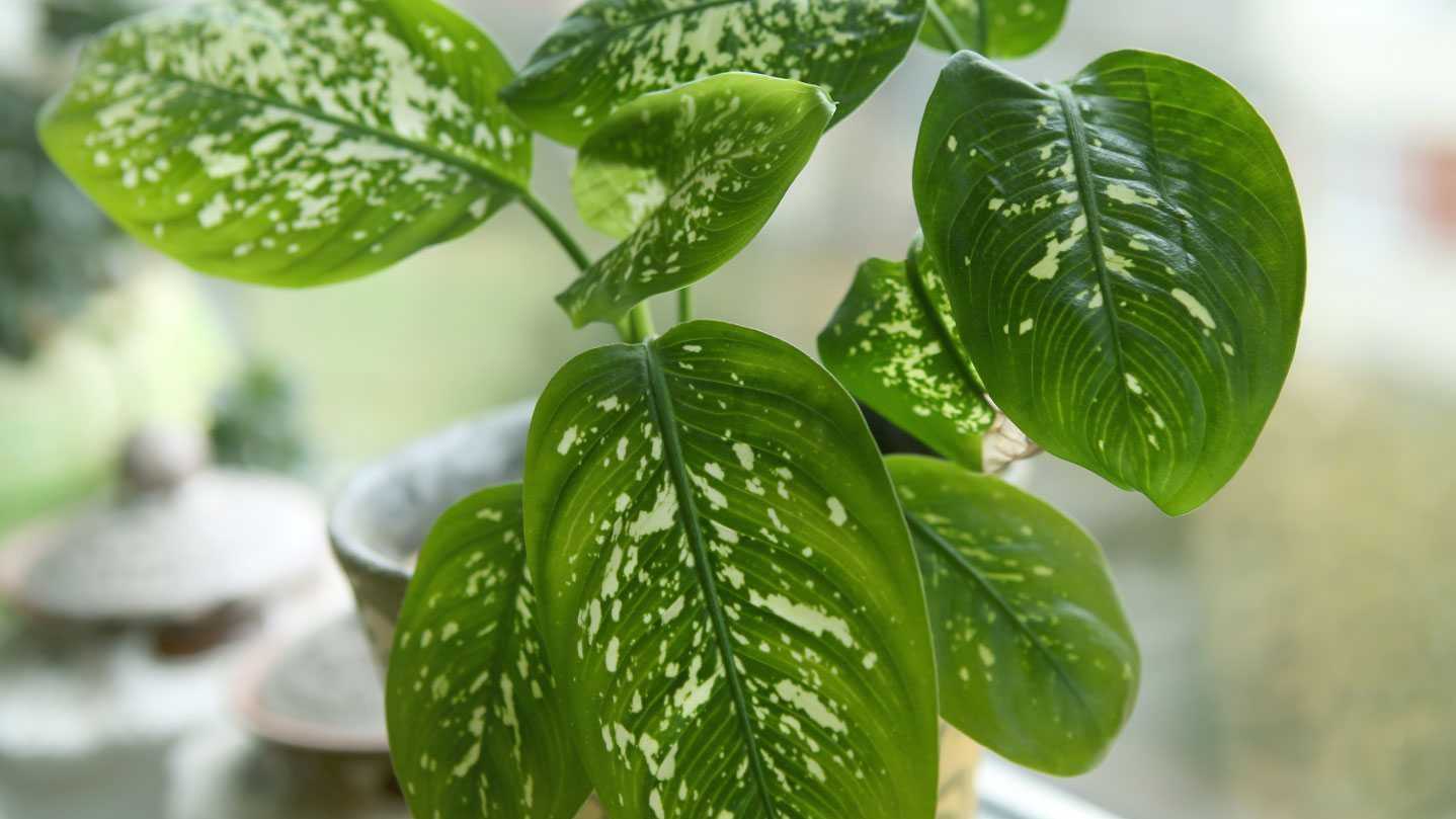 Die große und robuste Dieffenbachia gehört zu den beliebtesten Zimmerpflanzen überhaupt.