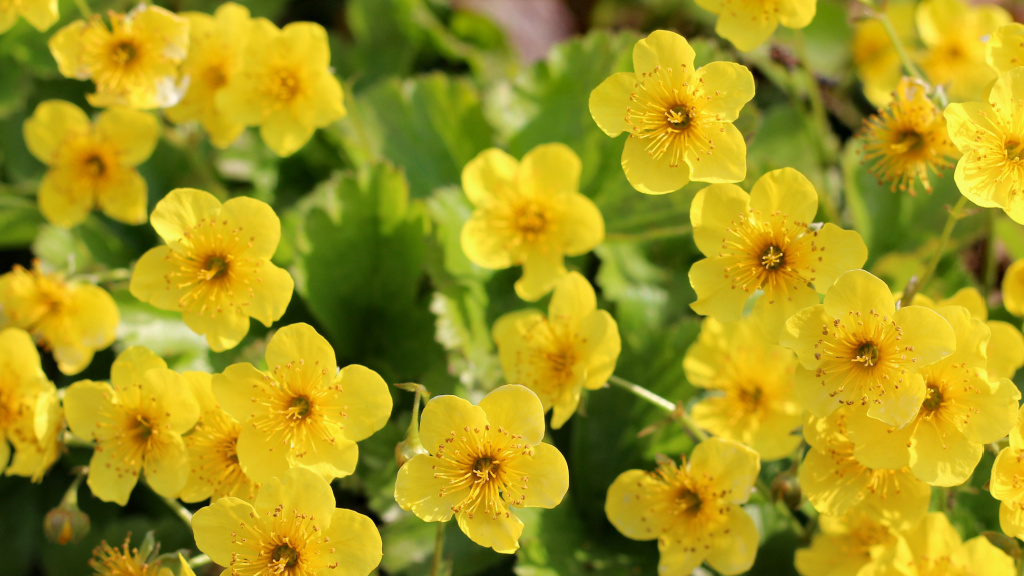 Gelbe Blüten der Dreiblättrigen Waldsteinie (Waldsteinia ternata)