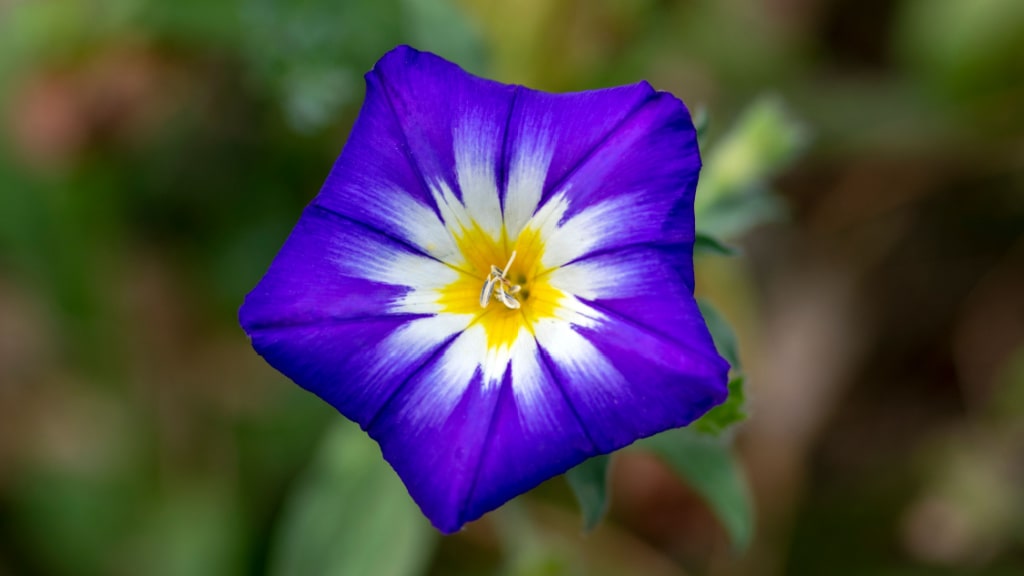 Blau-weiß-gelbe Blüte einer Dreifarbigen Winde